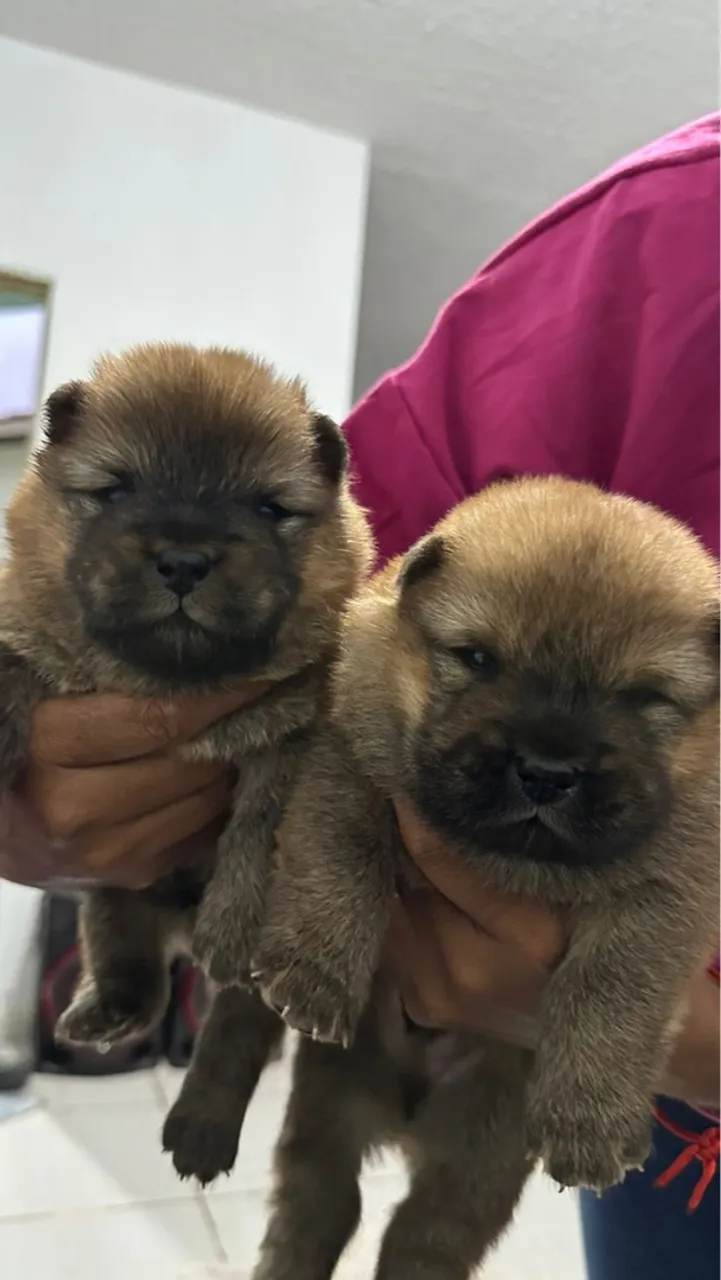 Filhotes de Chow Chow