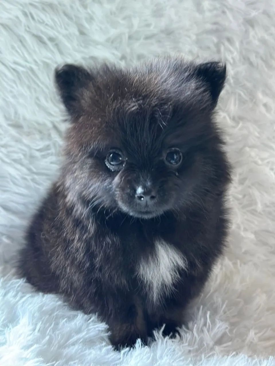 Lulu macho black anão 