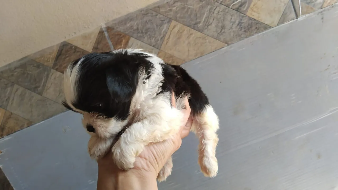 Filhotes Shih Tzu fofo e brincalhão