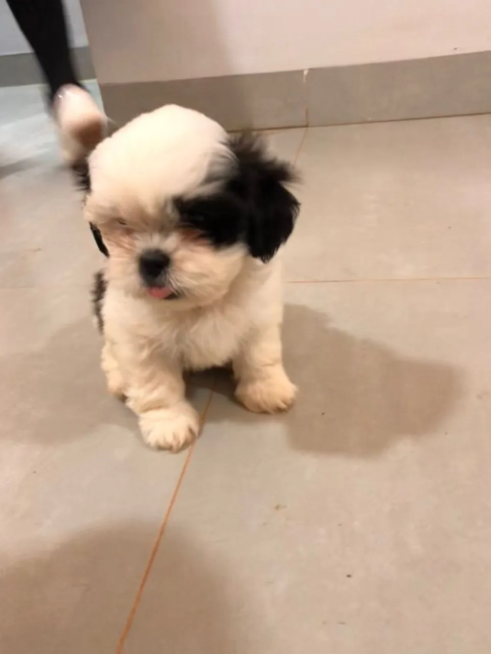 macho disponivel