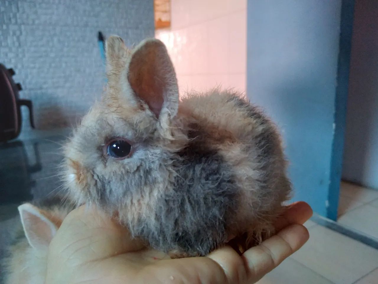 Coelhos Minis Teddy - Foto 5