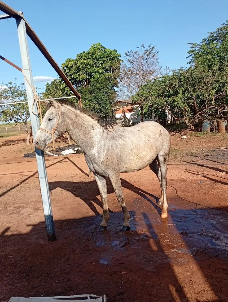 Égua  pra venda mansa 4 anos pra 5  - Foto 5