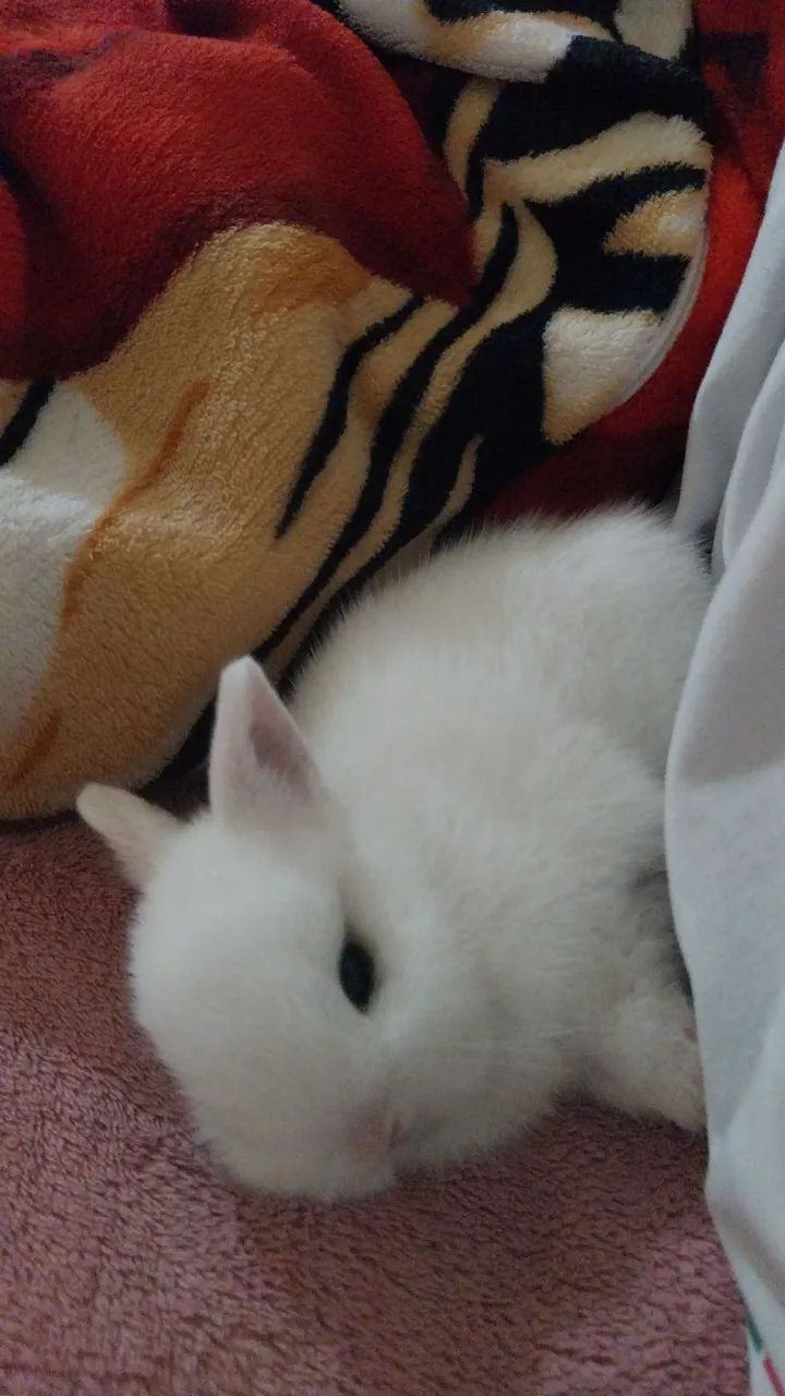 Coelhinho anão holandês 
