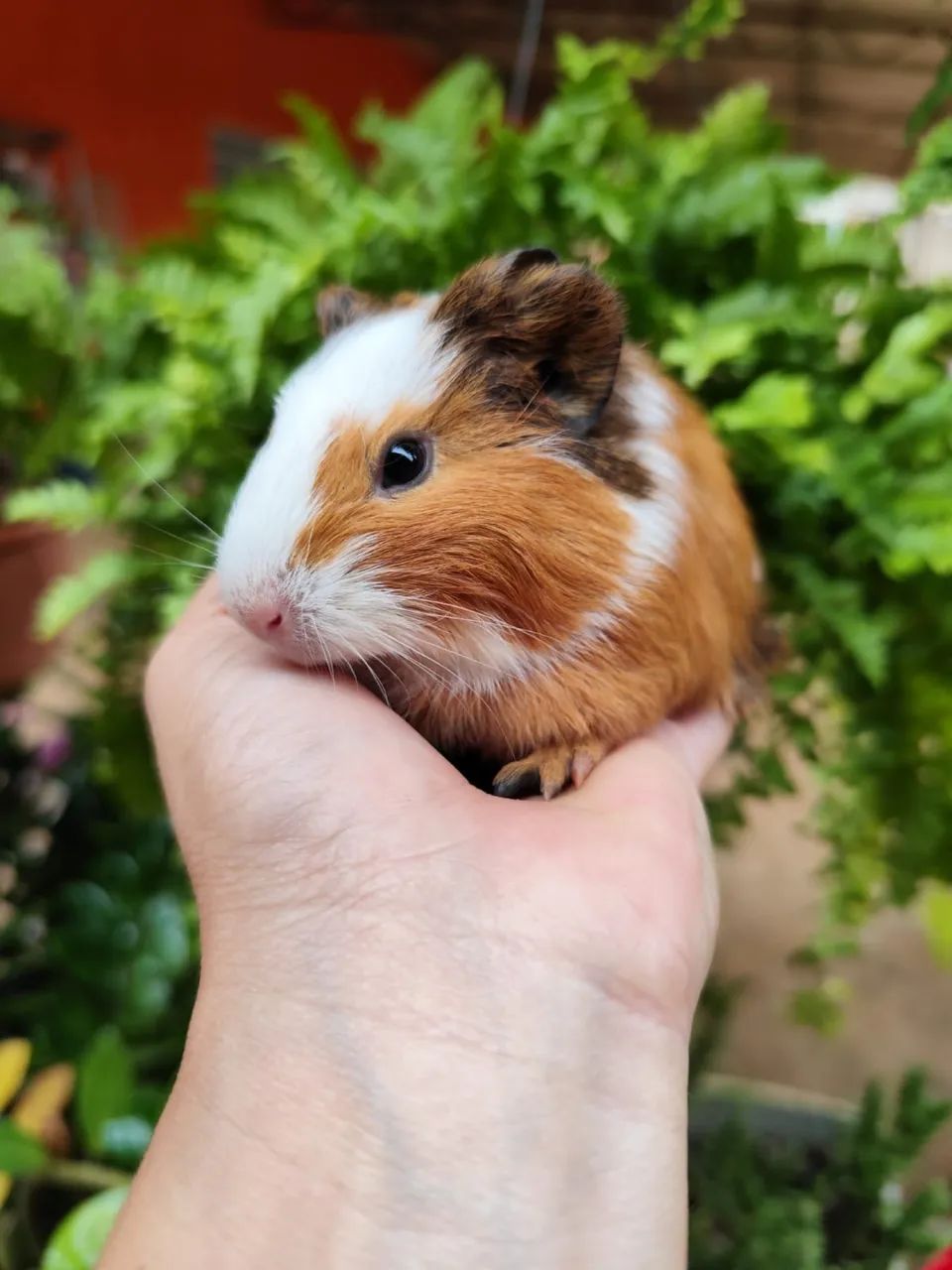 porquinho da india - Foto 2