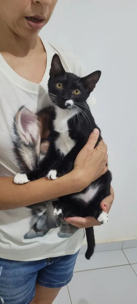 Gatinhos castrados para adoção responsável (6/7 meses)  - Foto 4