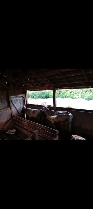 Dois garrotes  para venda