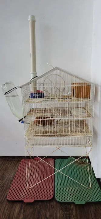 Porquinho da Índia com Gaiola - Foto 4