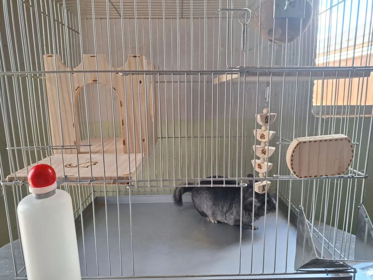 Chinchila + gaiola completa + alimentação  - Foto 4