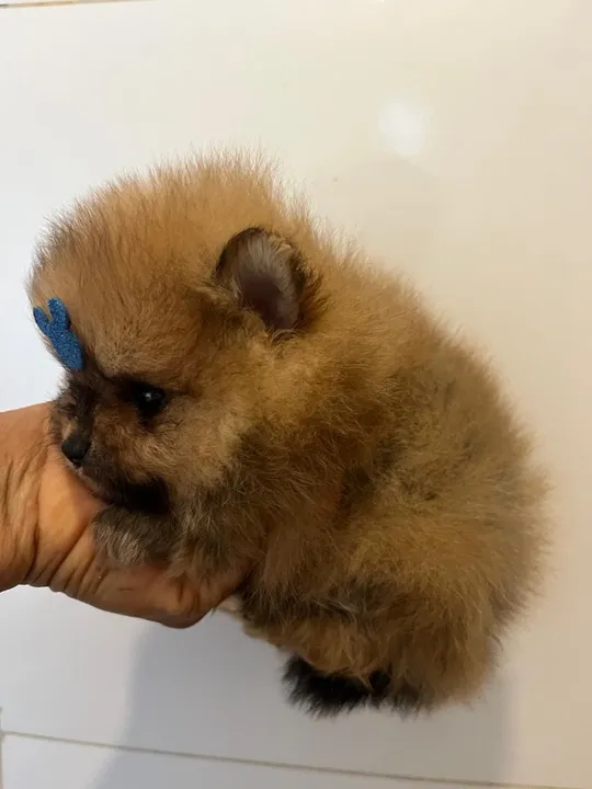 Lulu da pomerania caramelo - macho laranja ursinho