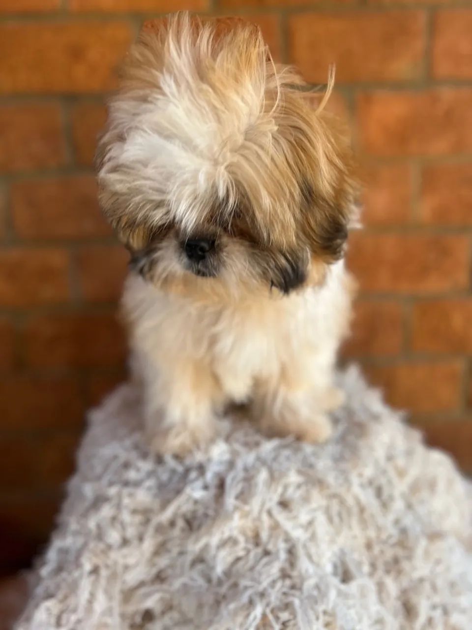 Filhote Shih Tzu fêmea  - Foto 4