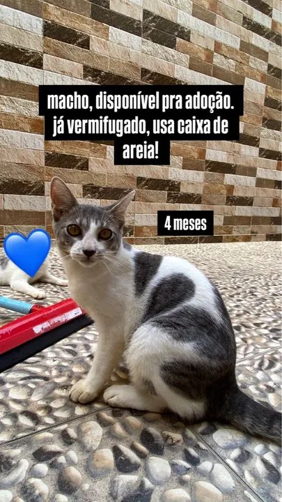 Gatinho macho disponível para adoção