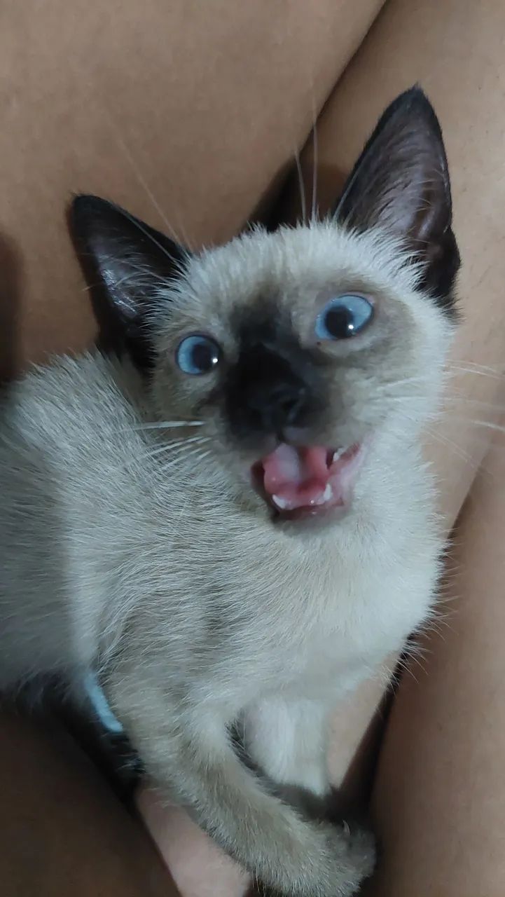 Gatinho Siamês disponível para adoção responsável 