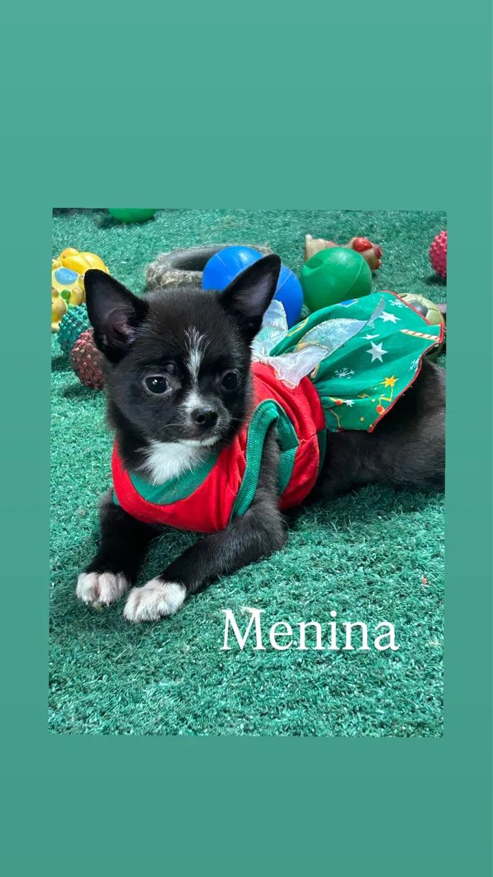 Chihuahua entrega imediata  - Foto 6