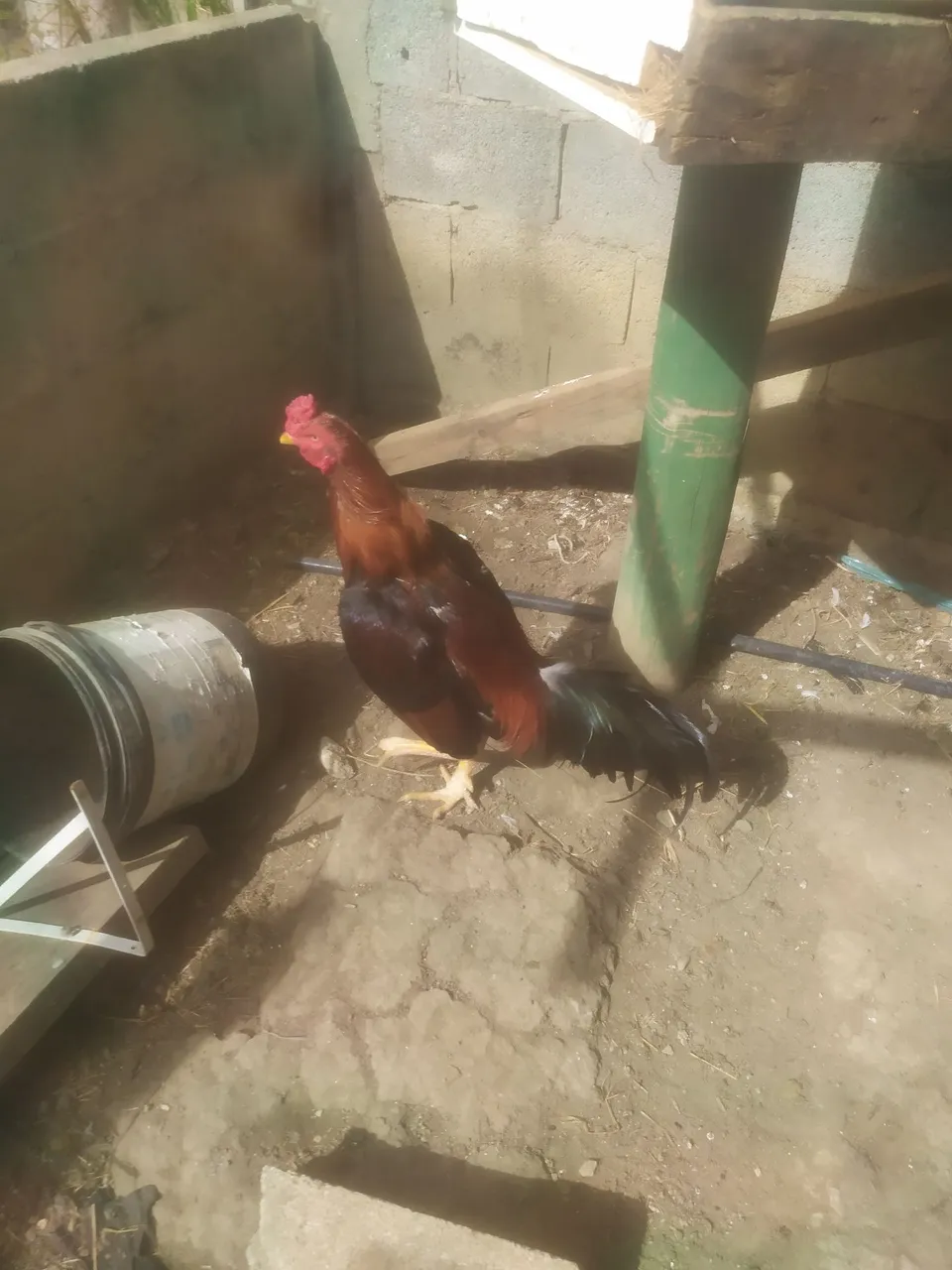 Galo de raça