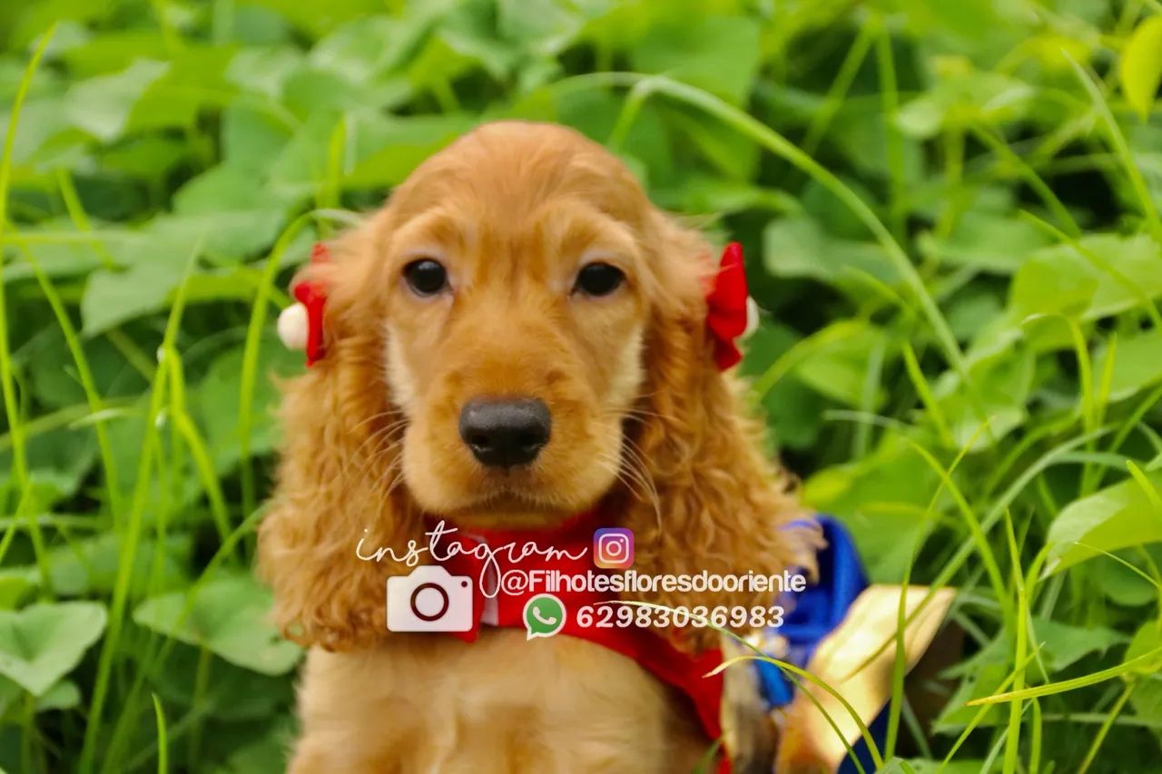 Cocker @filhotesfloresdooriente 