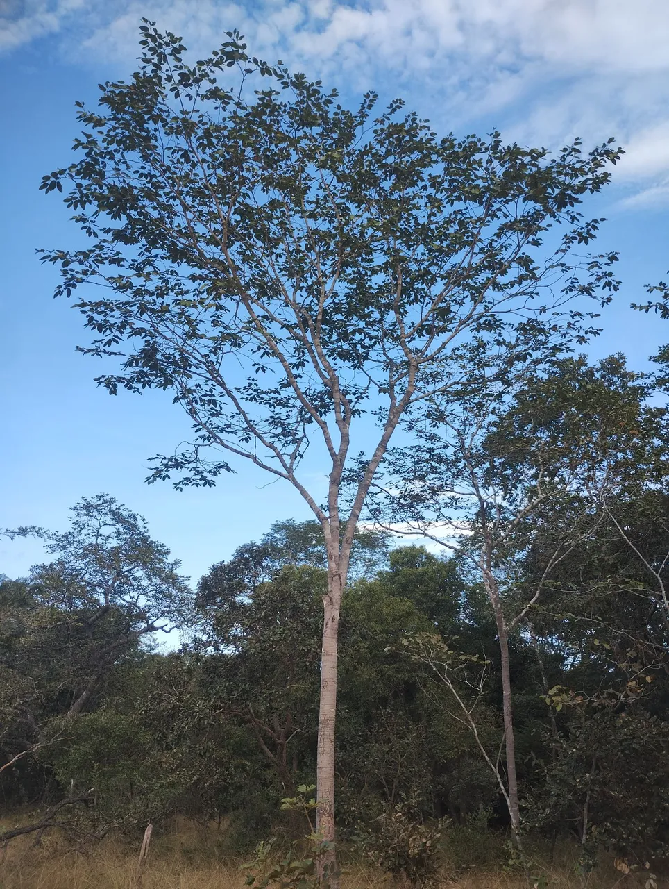 Propriedade rual data são Gregório