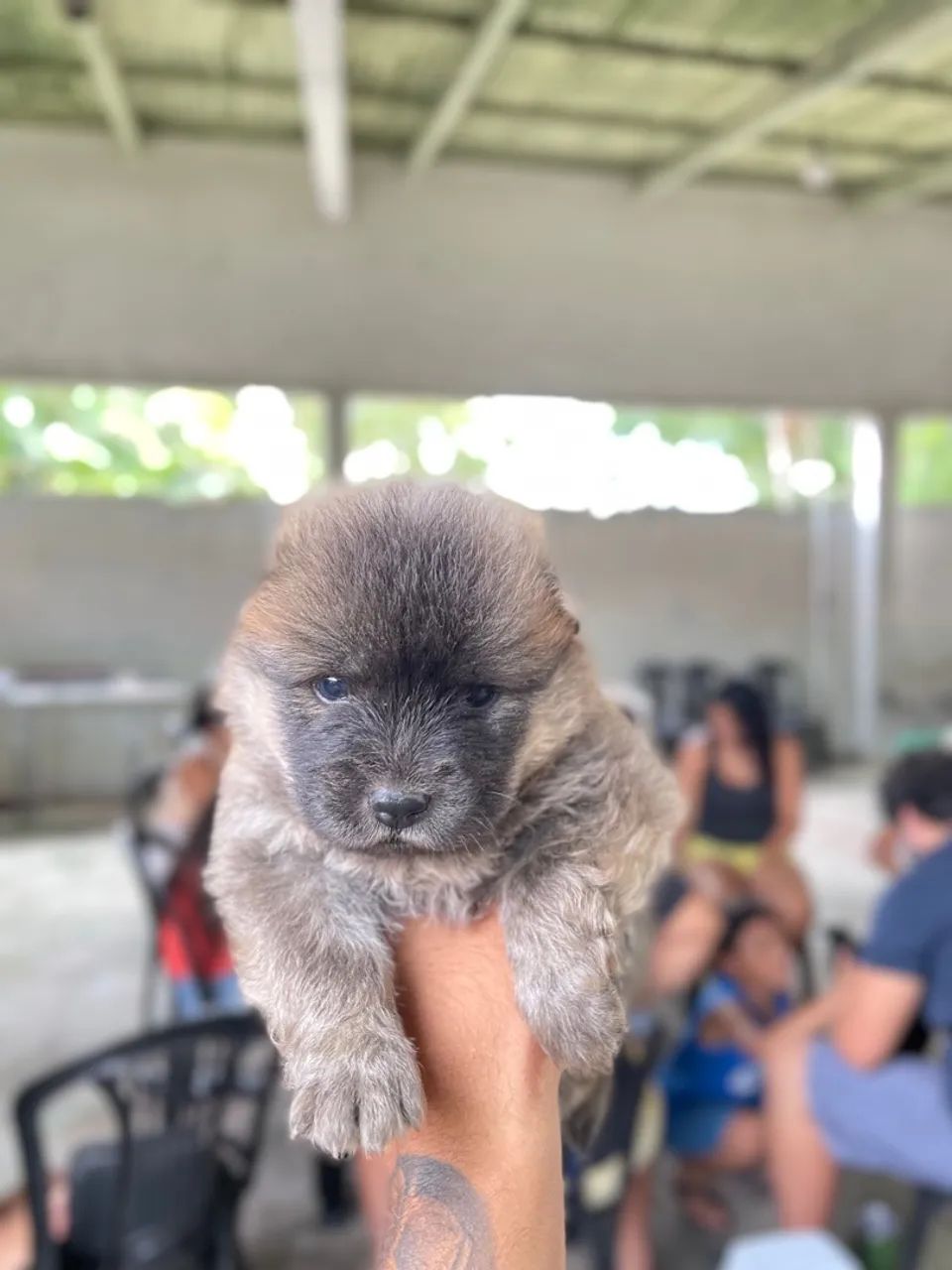 Filhote de Chow-Chow
