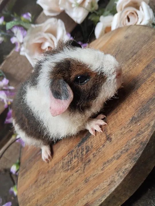 Linda fêmea de porquinho da índia fêmea 