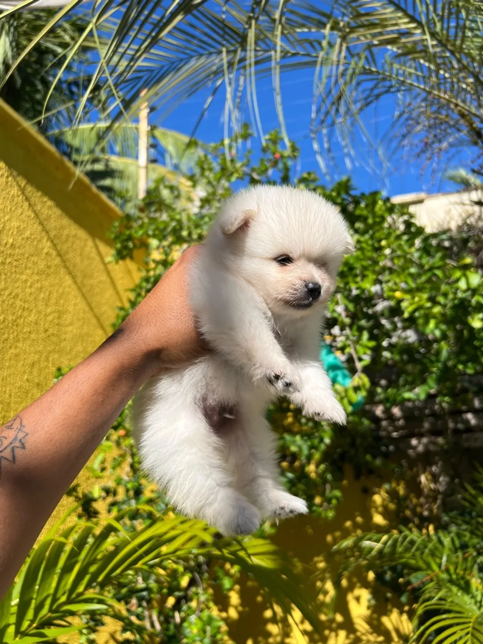 Filhote de Spitz Alemão - Fofo e Charmoso!