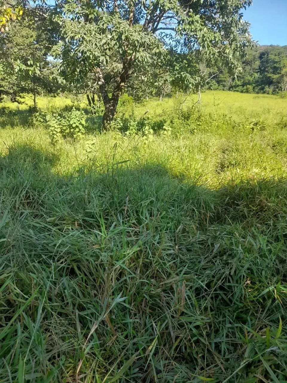 Fazenda 55 Alqueires BR 414 Cocalzinho de Goiás - Foto 5