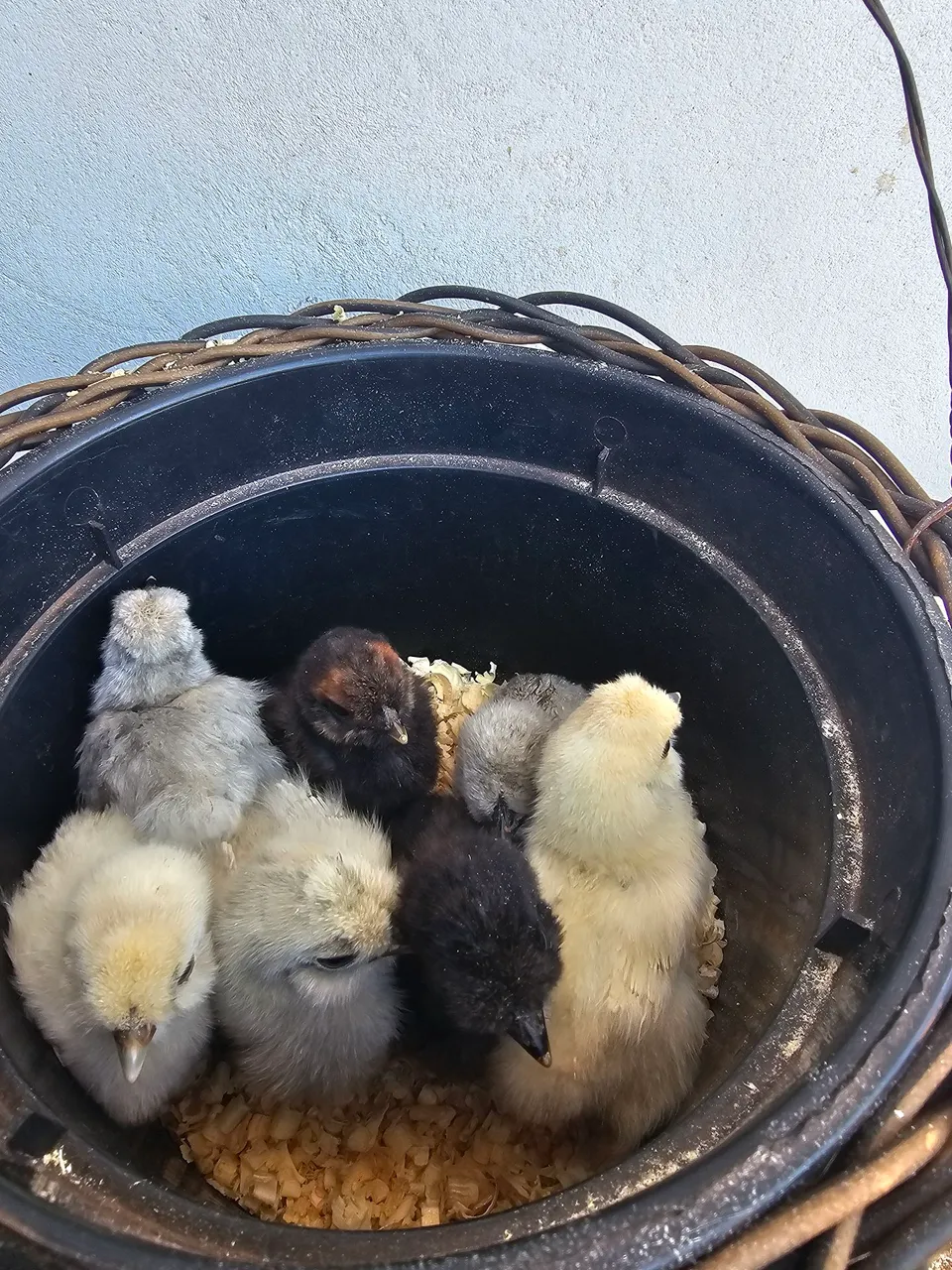 Filhotes de galinha sedosa !