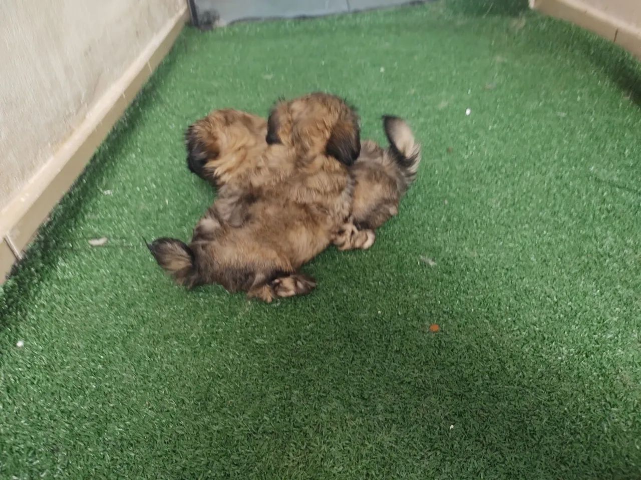 Shitzu fêmea e macho filhotes  - Foto 3