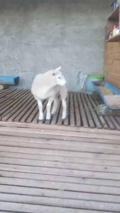Ovelha texel filhote  - Foto 5
