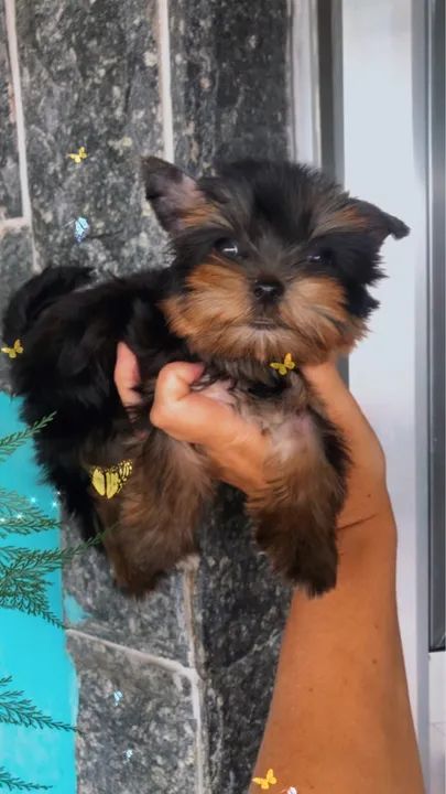 Yorkshire Micrinhos Fêmeas e machos Leia! Aceito cartão 