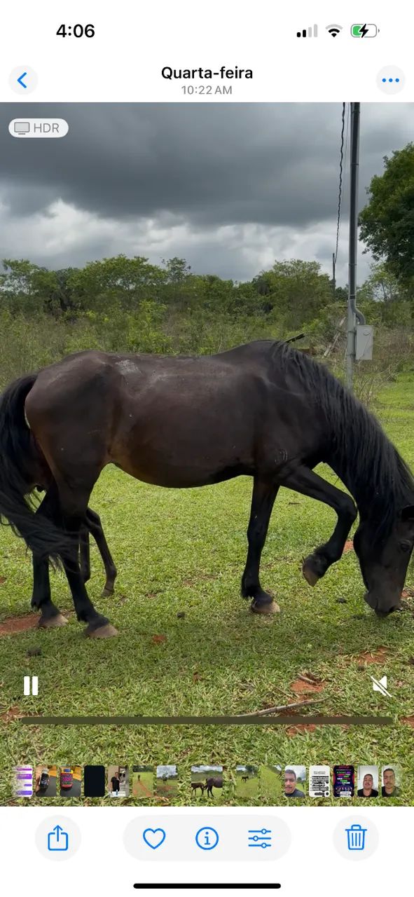 Pacote 2 em 1 ,Égua preta  registrada com burro preto no pé  - Foto 3