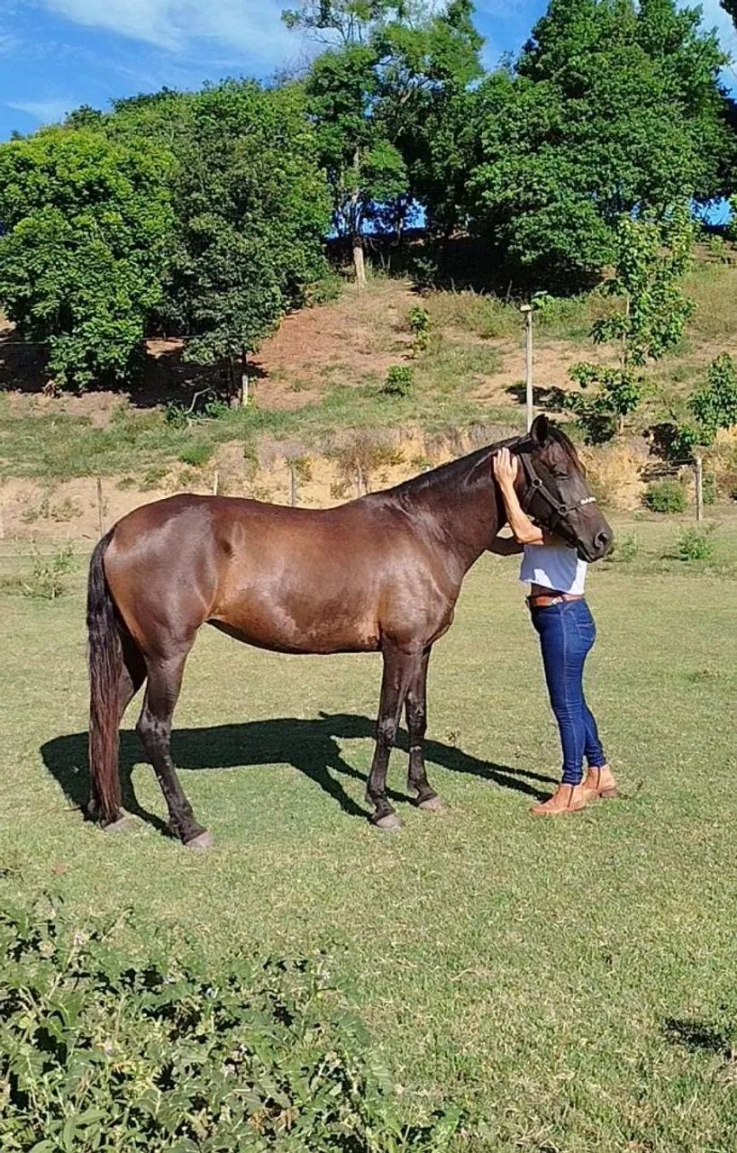Vendo Égua Mangalarga Marchador Registrada  - Foto 4