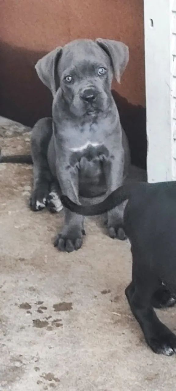 Filhotes de Cane Corso com Pedigree 