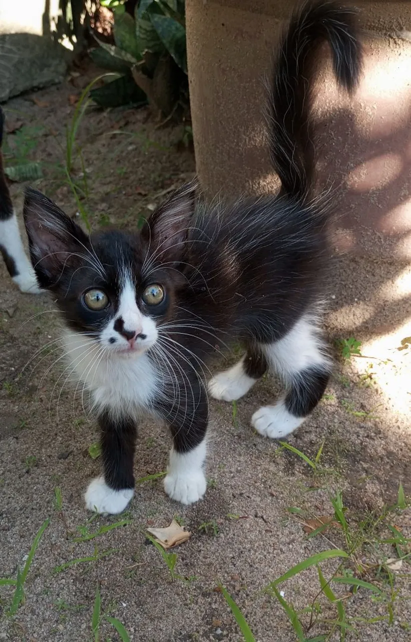 Gatinhos para doação