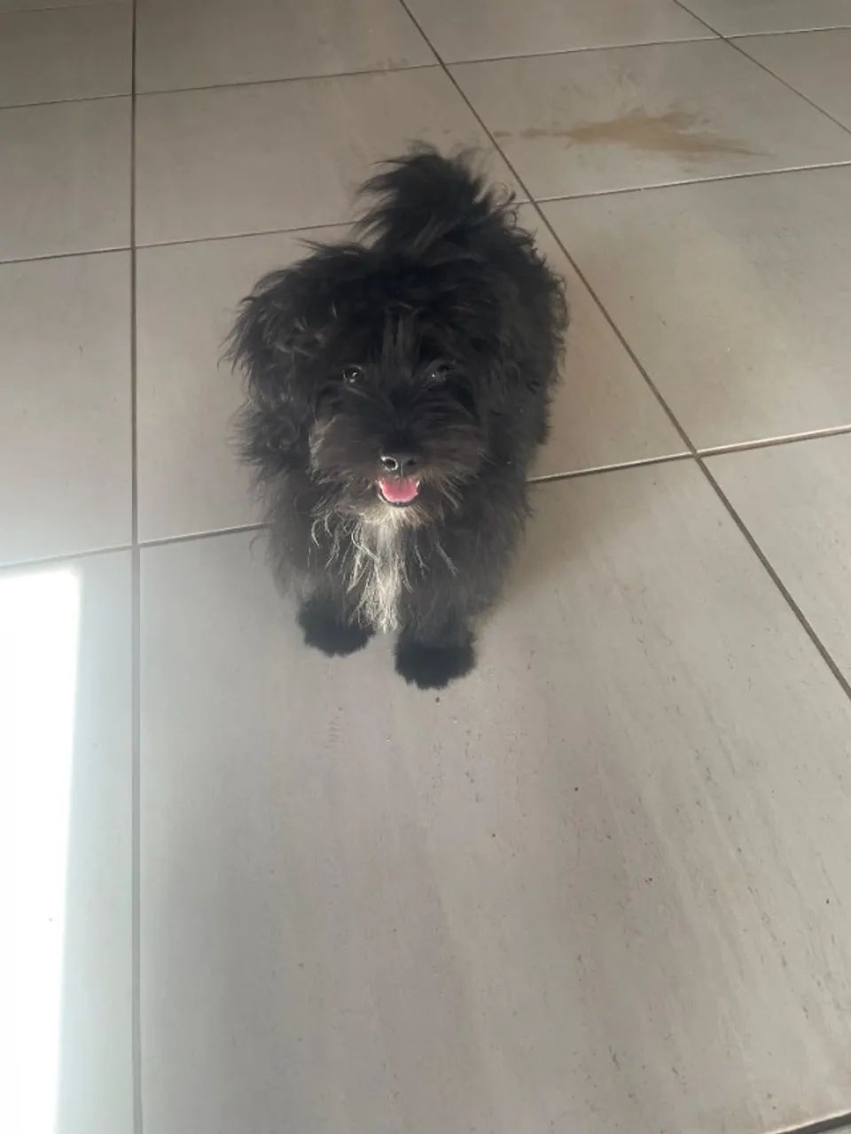 CACHORRO SPITZ ALEMÃO ANÃO