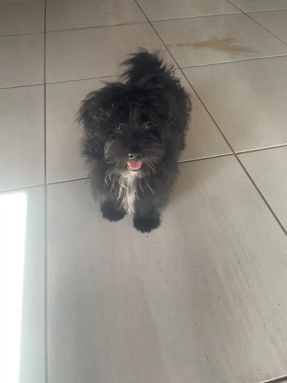 CACHORRO SPITZ ALEMÃO