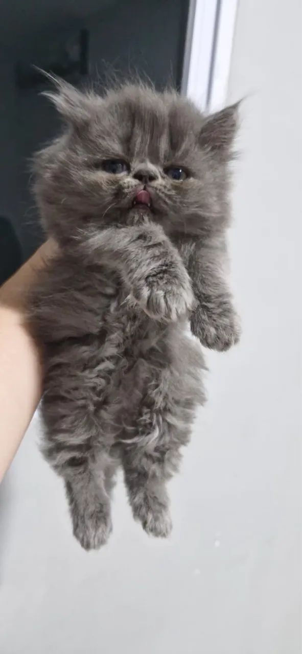 Venda de Gatos Persas - Foto 6