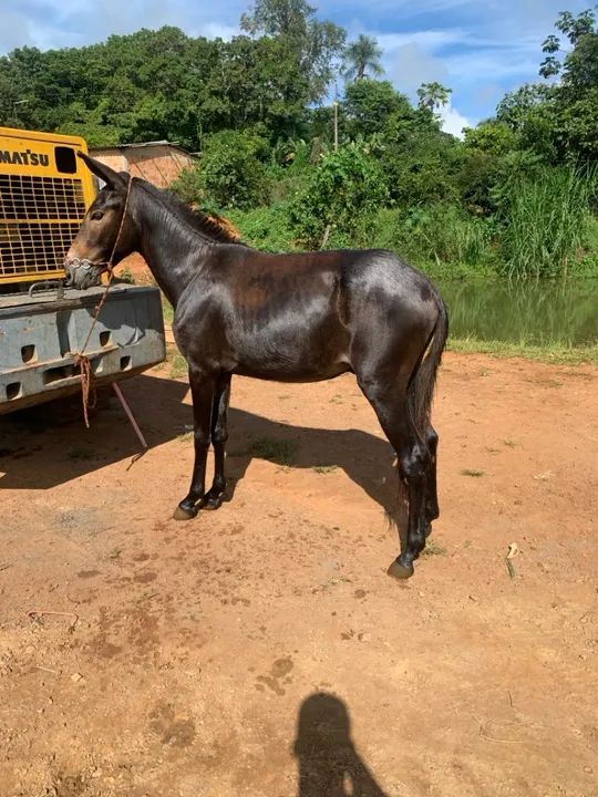 Vendo ou troco  - Foto 2