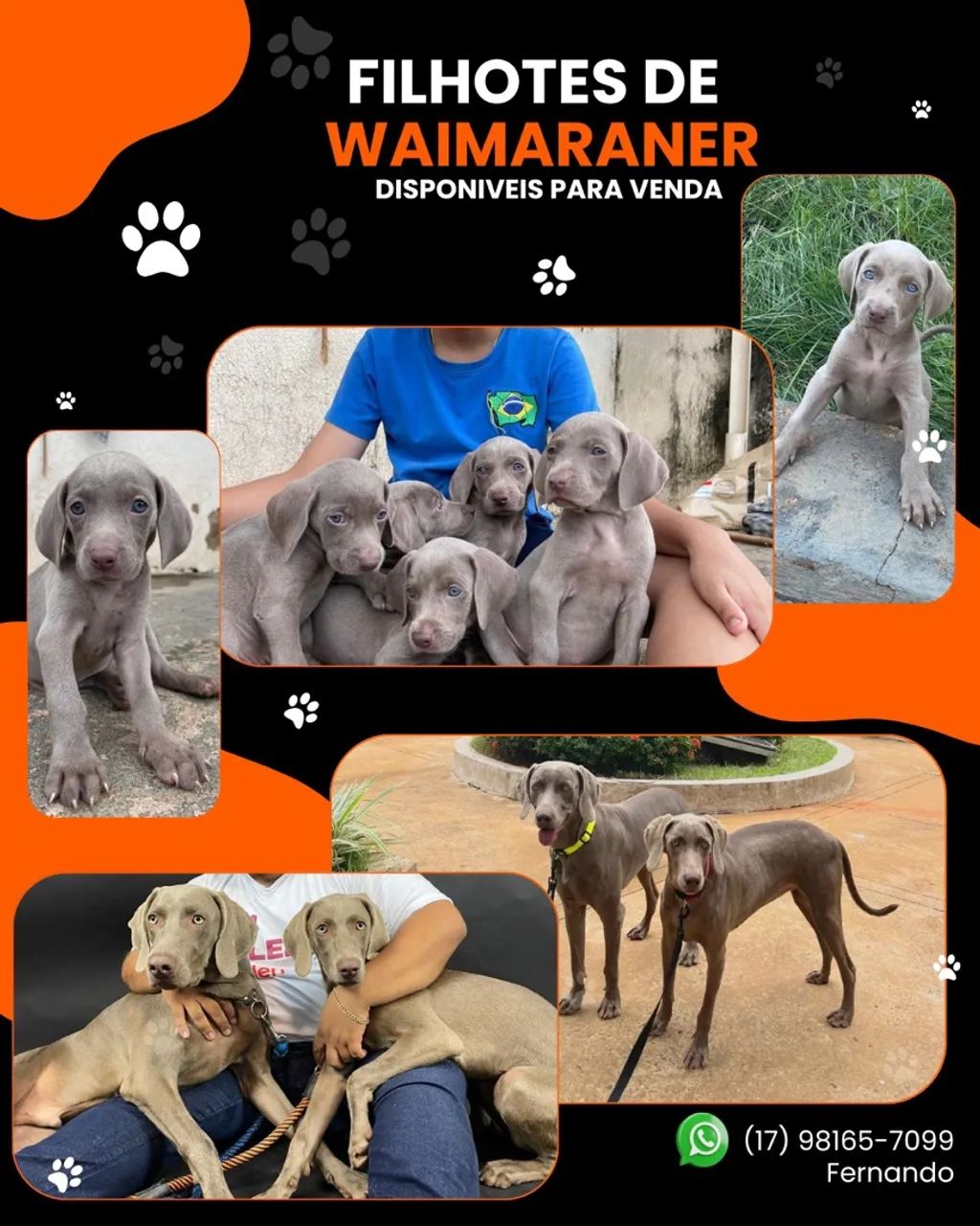 Filhotes de Weimaraner para venda