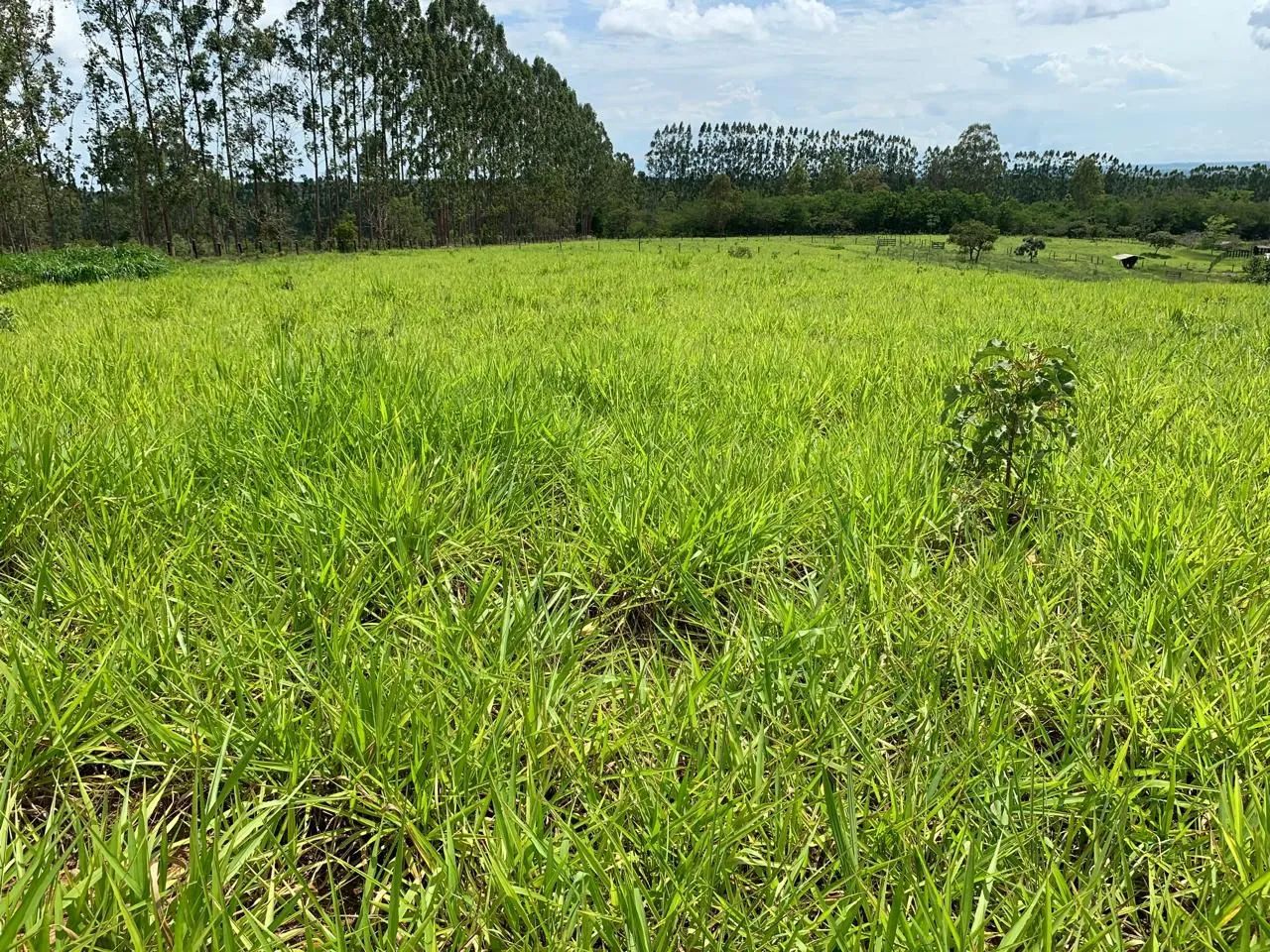 Chácara 1 alqueire ( gameleira de Goiás) - Foto 4