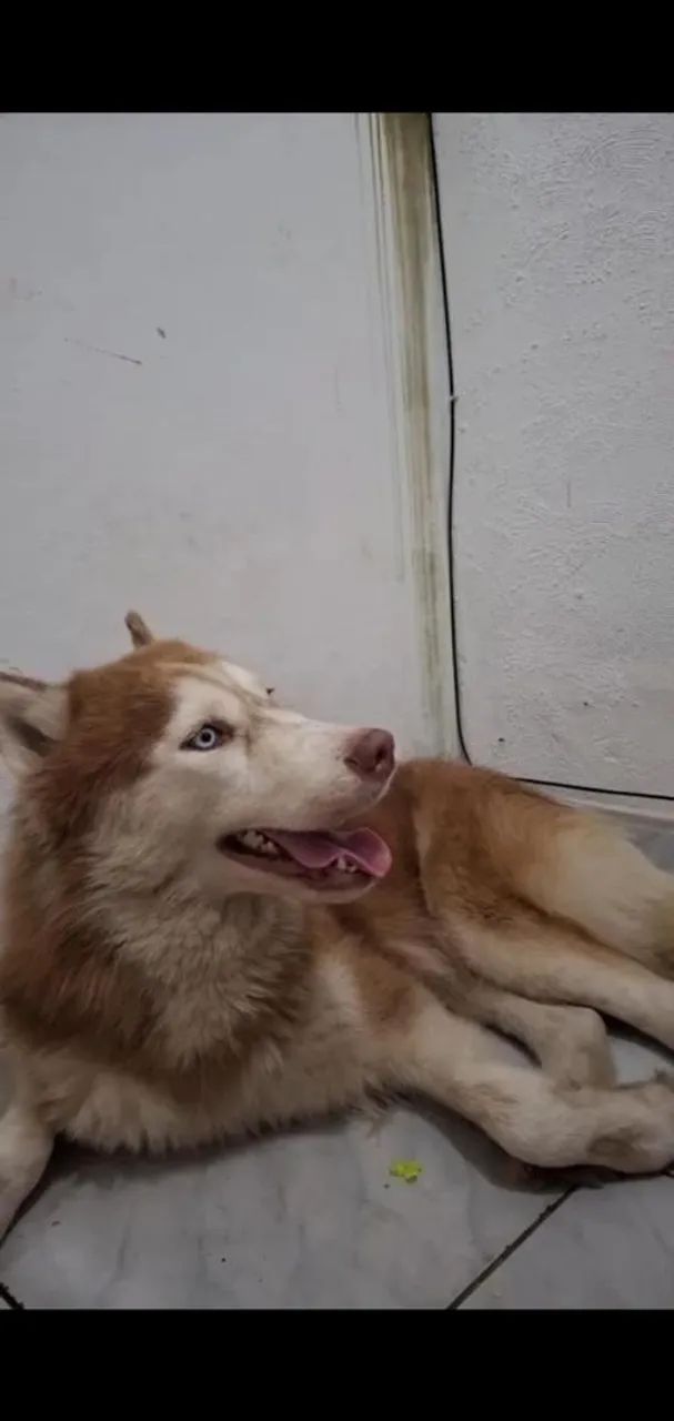 Husky Siberiano Fêmea - Foto 3