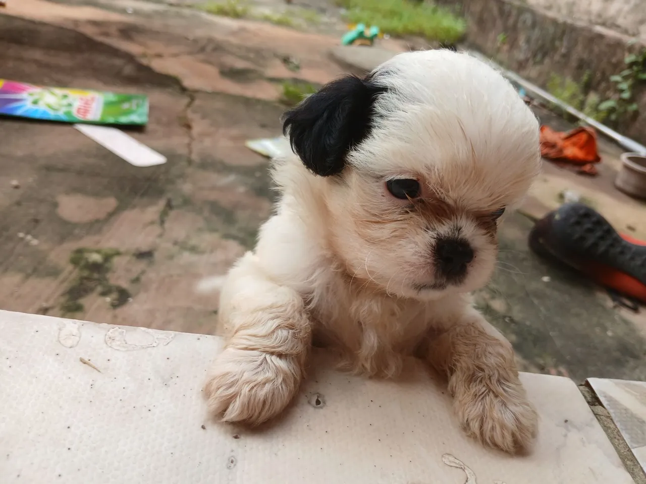 Shih Tzu Filhote fêmea 