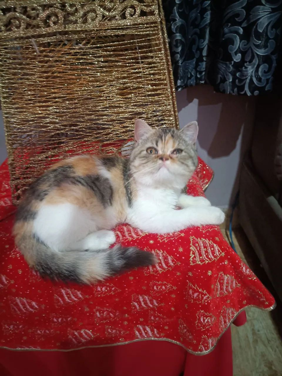 Filhote persa exótico.