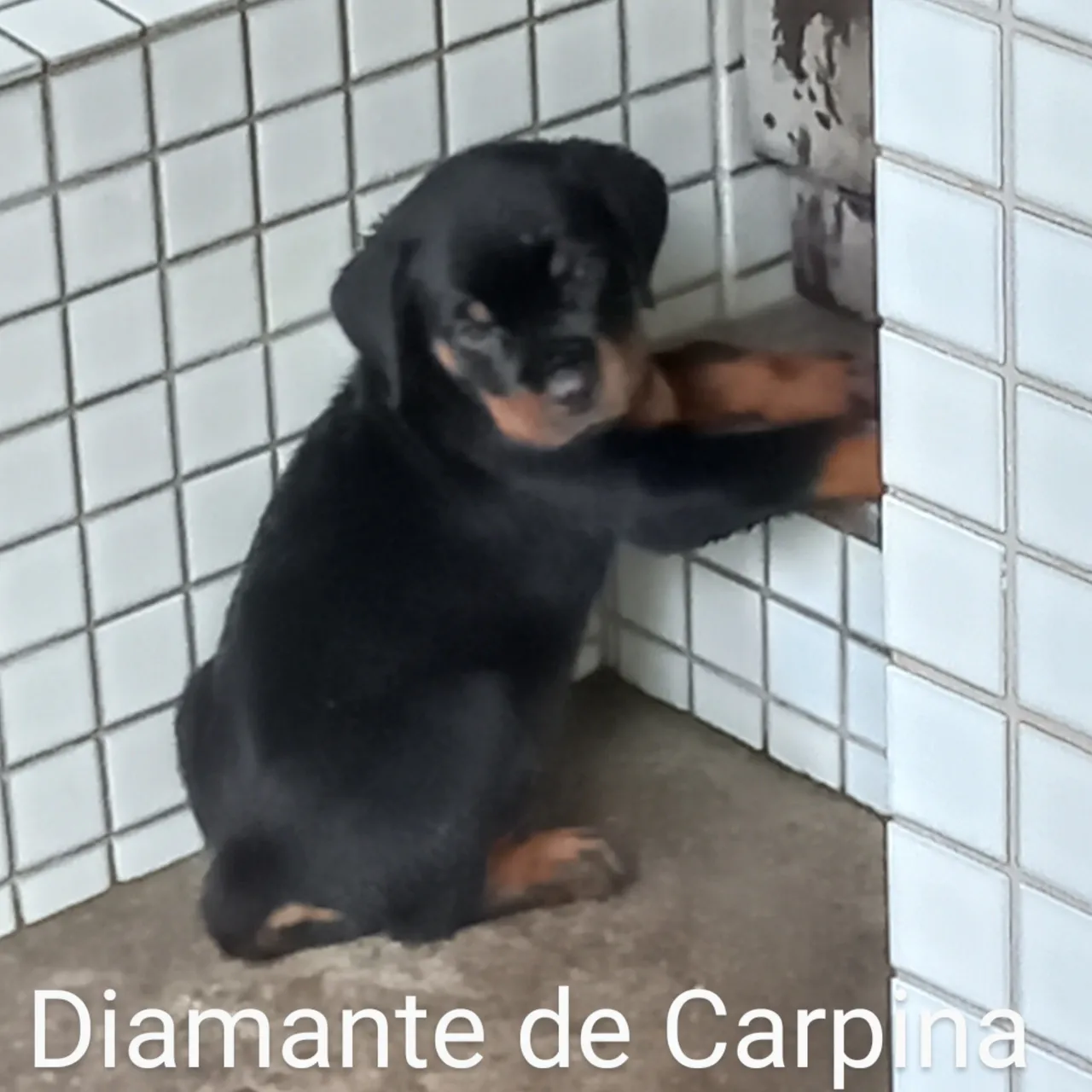 Filhote Rottweiler Diamante de Carpina