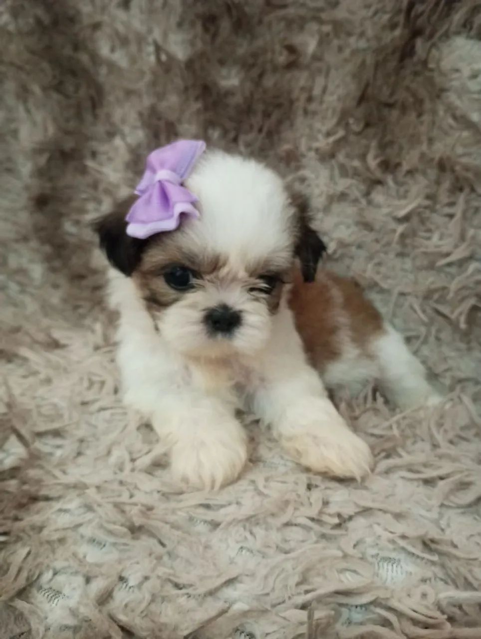 Filhote de Shih Tzu Fêmea micro