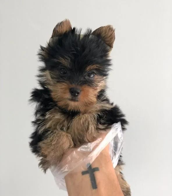 Yorkshire Terrier micros e padrão, com seguro pela porto seguro  - Foto 2