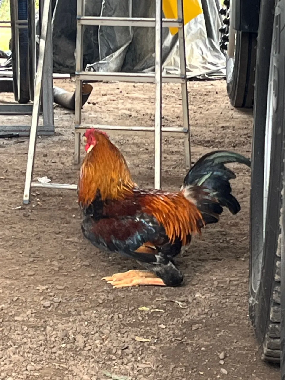 Galo Ornamental