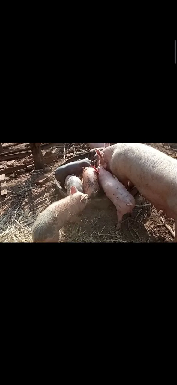 Leitões