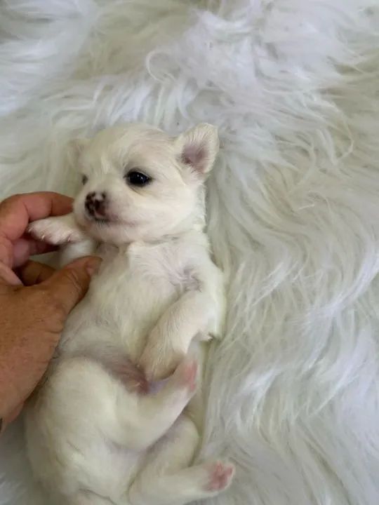 Chihuahua Micro Dourado e Branco Fêmea - Carinhosa e Muito Apegada! 