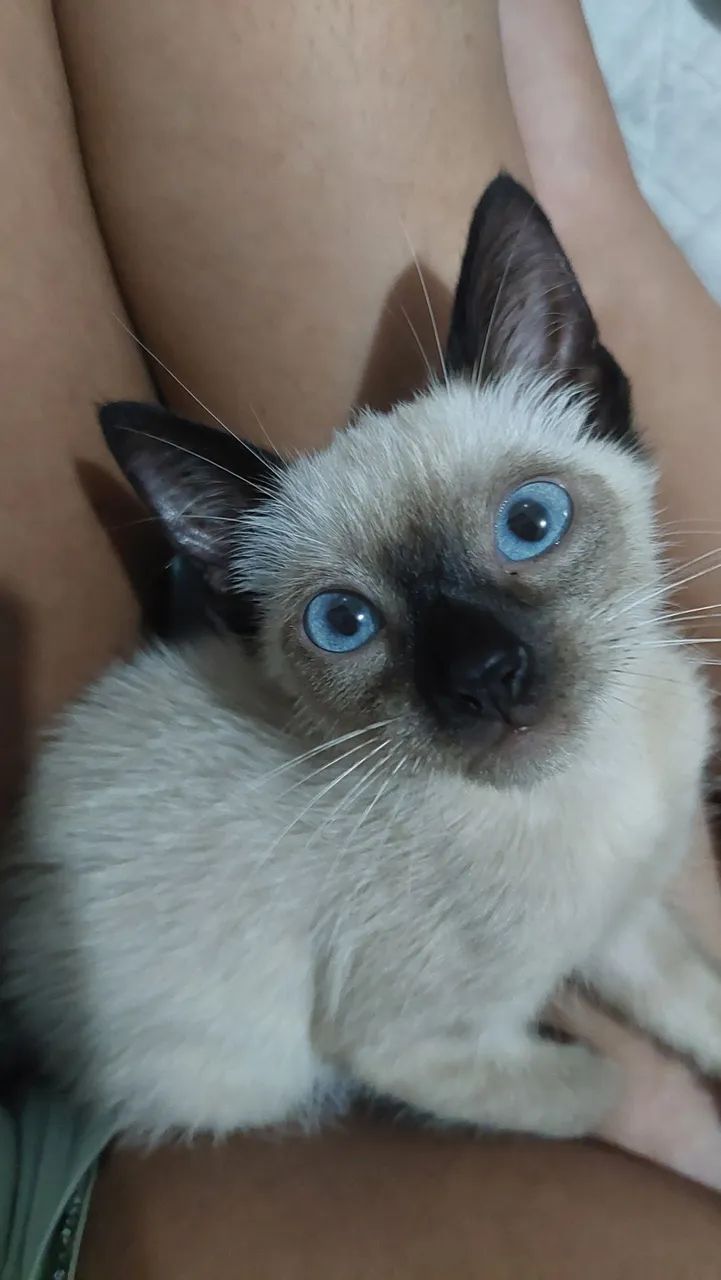 Gatinho Siamês disponível para adoção responsável  - Foto 3