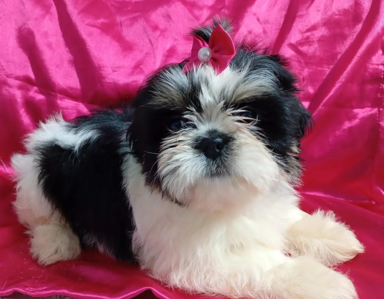 Filhote fêmea de Shih Tzu disponível
