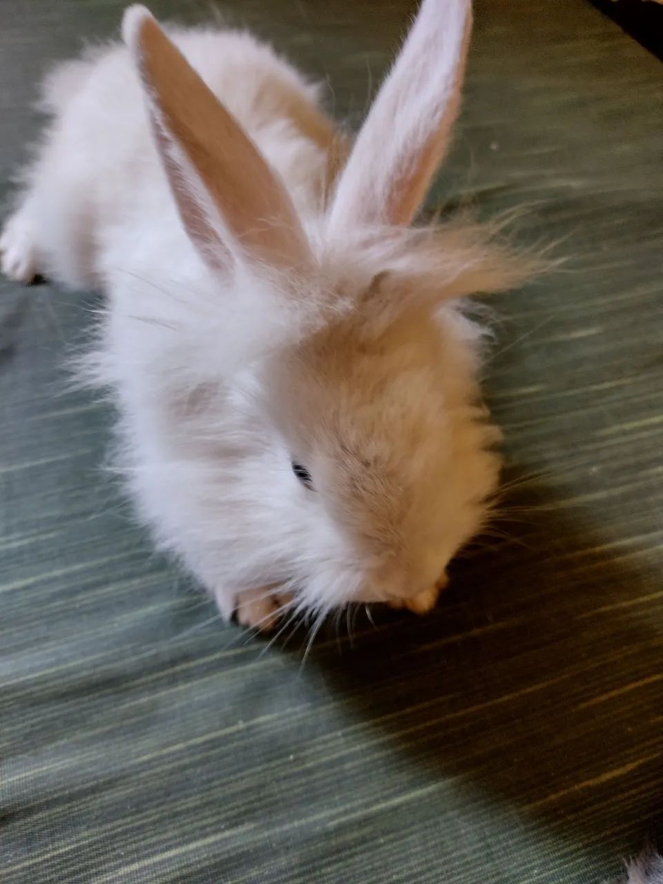 Filhotes de coelhos lion a venda - Foto 2